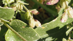 Mirabilis laevis retrorsa