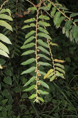 Phyllanthus salviifolius