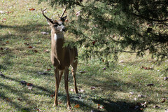 Odocoileus virginianus virginianus