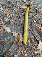 Ariolimax dolichophallus