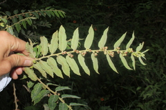 Phyllanthus salviifolius