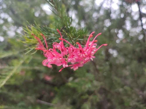 Grevillea rosmarinifolia