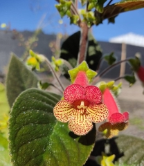 Kohleria inaequalis