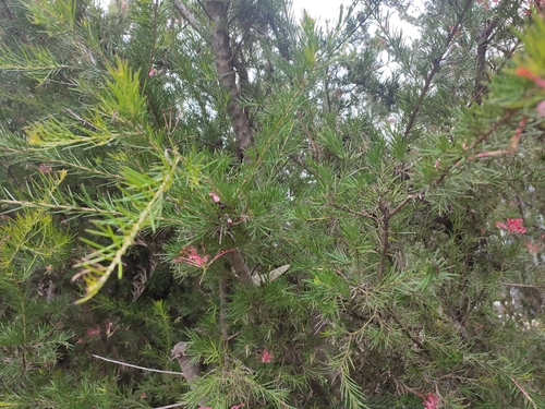 Grevillea rosmarinifolia