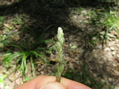 Dactylis glomerata glomerata