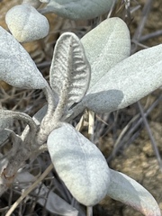 Eriogonum giganteum