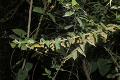 Phyllanthus salviifolius