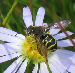 Dianthidium