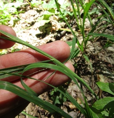 Dactylis glomerata glomerata