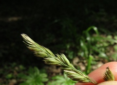 Dactylis glomerata glomerata