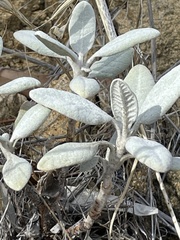Eriogonum giganteum