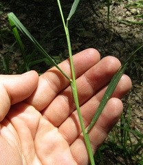 Dactylis glomerata glomerata