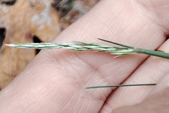 Corynephorus canescens