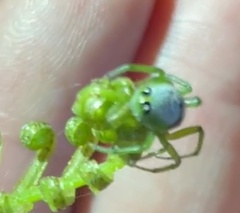Bijoaraneus praesignis
