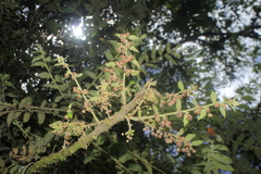 Phyllanthus salviifolius