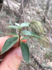 Philadelphus texensis
