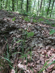 Dactylis glomerata glomerata