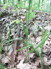 Dactylis glomerata glomerata