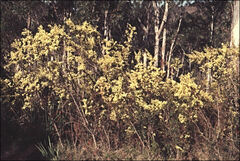Acacia genistifolia