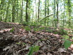 Dactylis glomerata glomerata