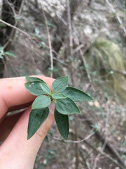 Philadelphus texensis