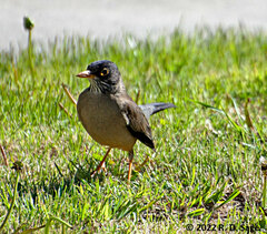 Turdus falcklandii