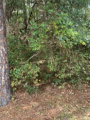 Zanthoxylum clava-herculis