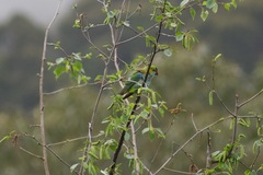 Parvipsitta porphyrocephala