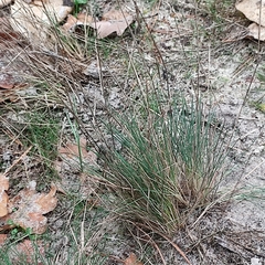 Corynephorus canescens