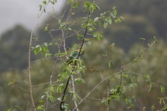 Parvipsitta porphyrocephala