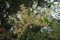 Phyllanthus salviifolius