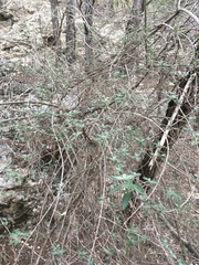 Philadelphus texensis