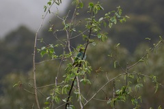 Parvipsitta porphyrocephala