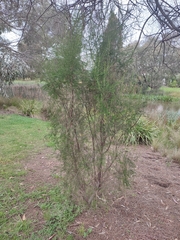 Cassinia sifton