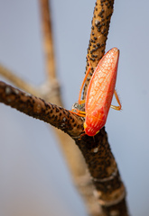 Gyponana gladia