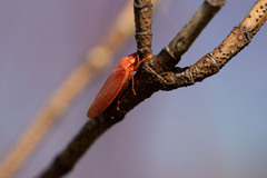 Gyponana gladia