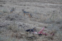 Lupulella mesomelas schmidti