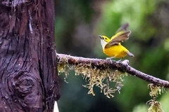 Tangara icterocephala