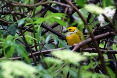 Tangara icterocephala