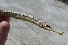 Syngnathus floridae