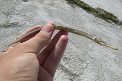 Syngnathus floridae