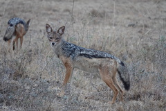 Lupulella mesomelas schmidti