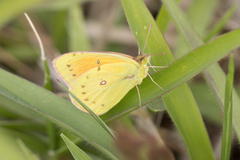 Colias lesbia