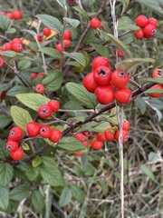 Cotoneaster franchetii
