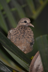 Columbina talpacoti