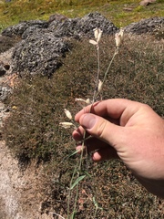 Silene douglasii