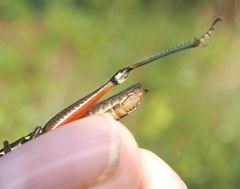 Paroxya atlantica