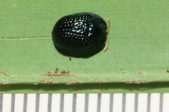 Hemisphaerota cyanea