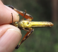 Paroxya atlantica
