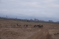 Connochaetes taurinus albojubatus